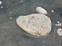 6.71- Des pierres ponces flottent sur le cours d'eau